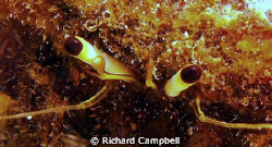 craby eyes..sealife DC1000.. by Richard Campbell 